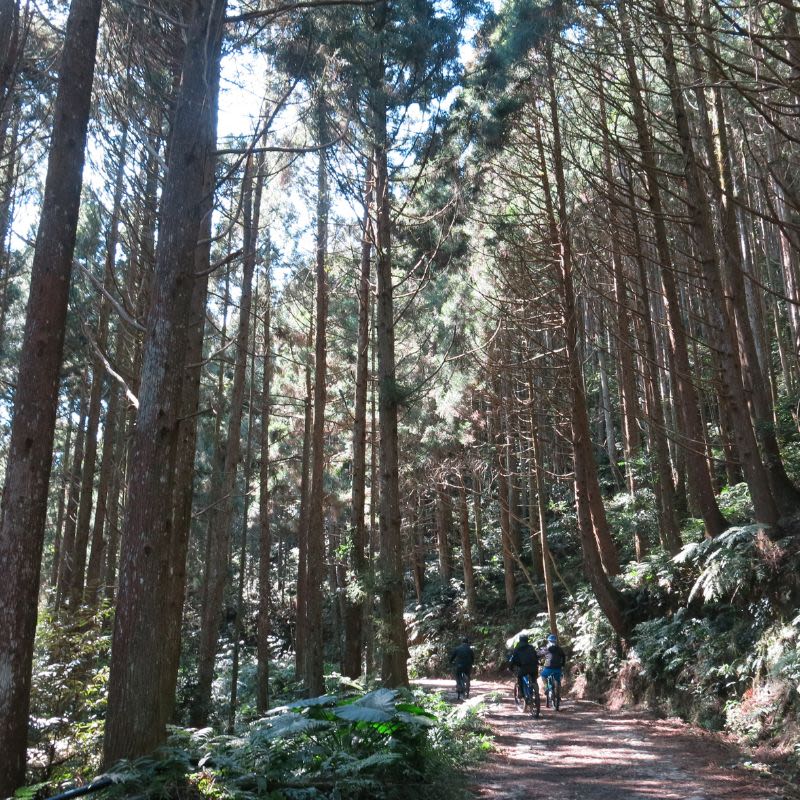 羅山林道