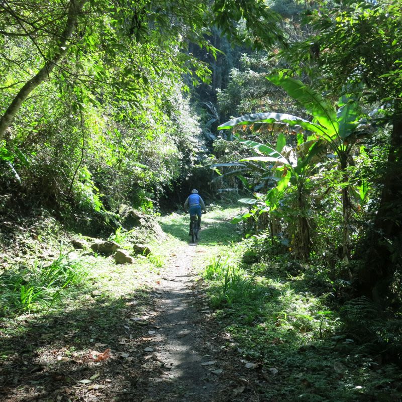 羅山林道