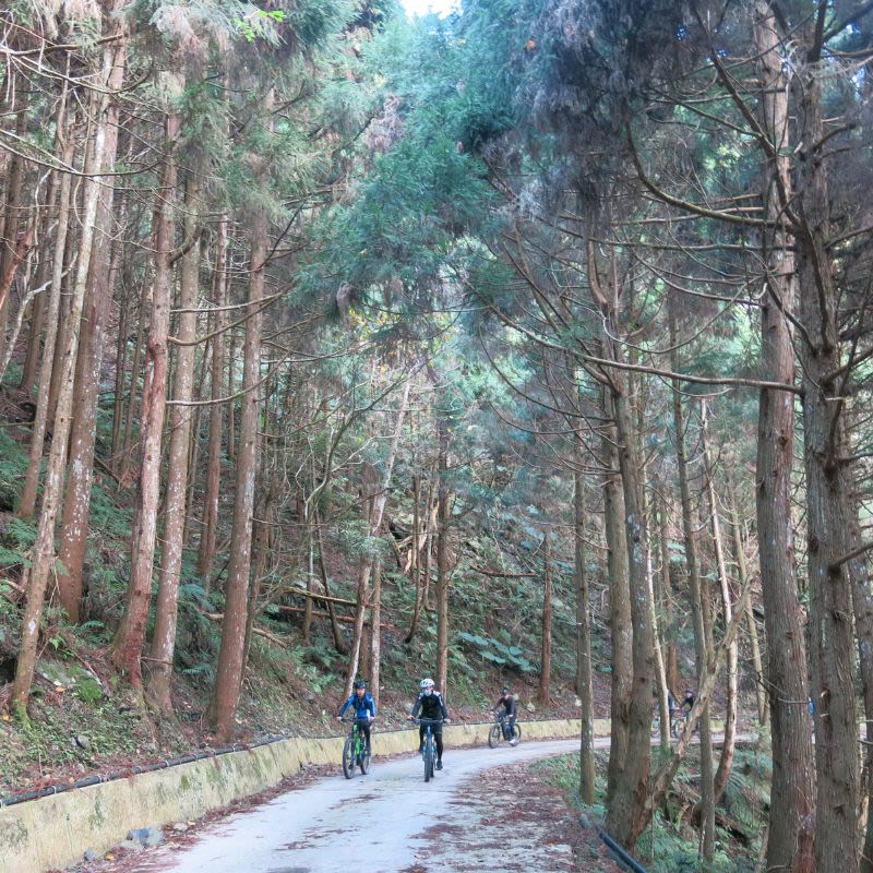 羅山林道