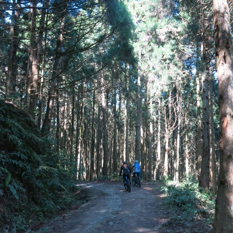 羅山林道