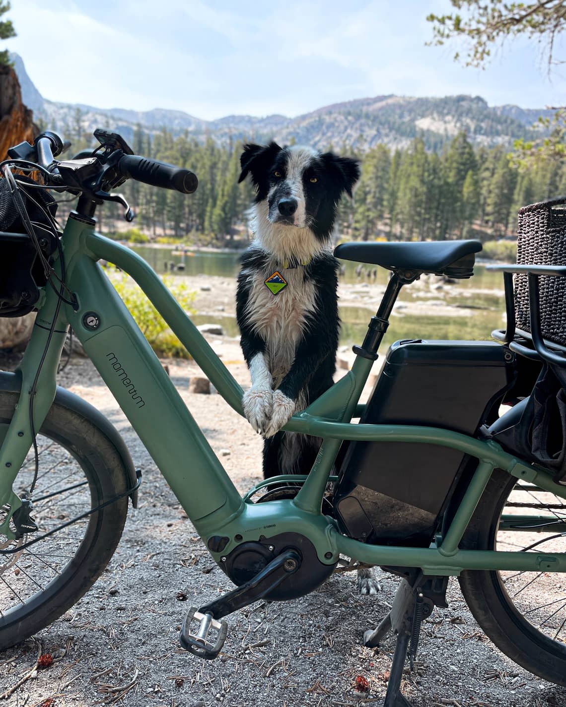 Bike with dog, electric bikes