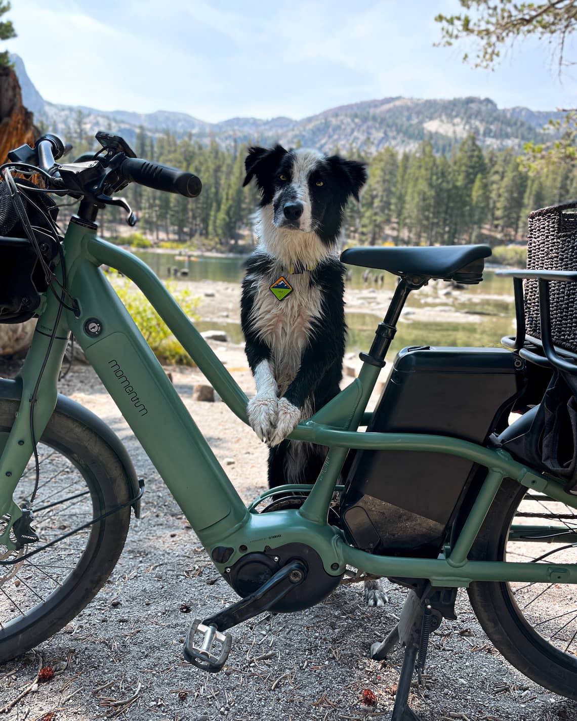 Best way biking with dog pet carrier basket cargo trailer and