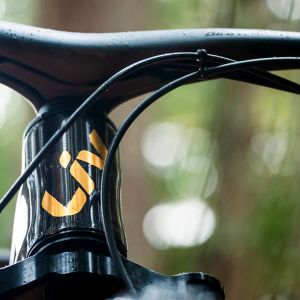 A close up look at the Liv Pique Advanced SL head tube with an Autumn tree lined backdrop.
