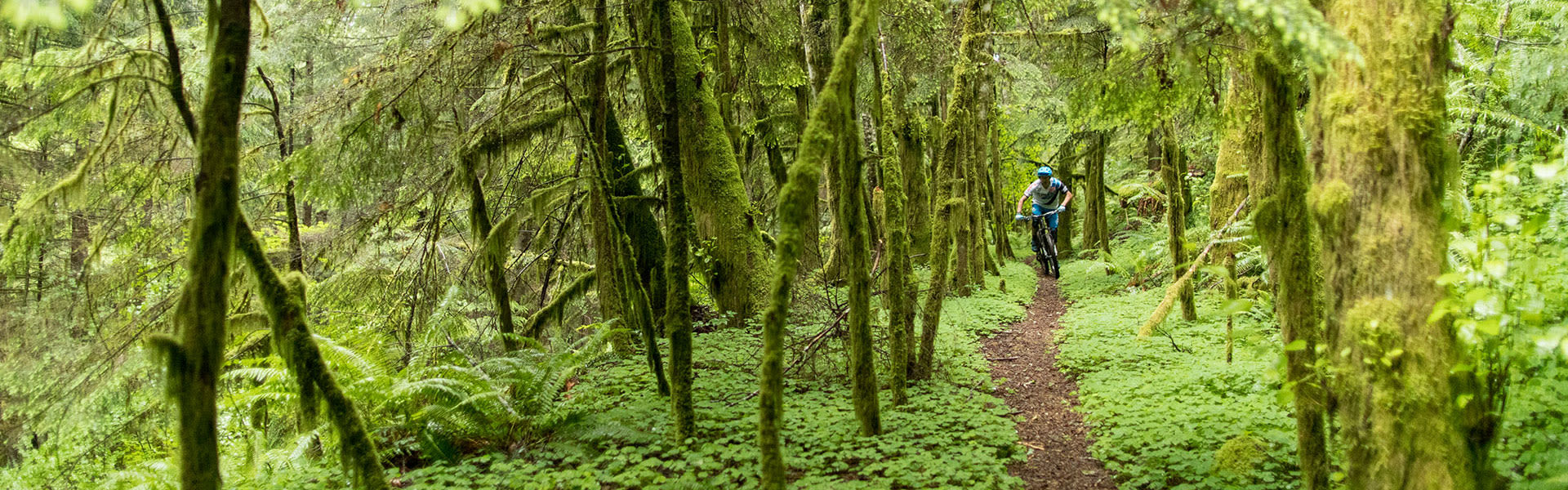 Man riding a mountain bike in the forrest